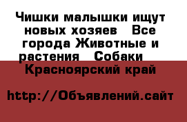   Чишки-малышки ищут новых хозяев - Все города Животные и растения » Собаки   . Красноярский край